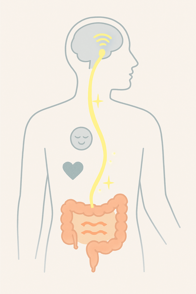 Minimalist anatomical illustration of the vagus nerve—yellow line from brainstem to gut, showing brain-gut communication, calm heart, and healthy colon movement.